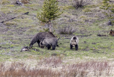 Obsidian and Cubs May 2025
